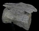 Camarasaurus Caudal Vertebra With Metal Stand - Colorado #62728-4